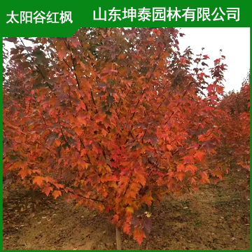美国红枫太阳谷价格 4公分美国红枫太阳谷  成活率高
