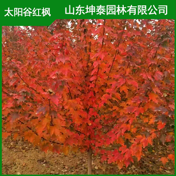 太阳谷红枫基地 3公分太阳谷红枫品种纯正  成活率高